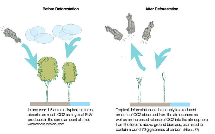 deforestation before and after