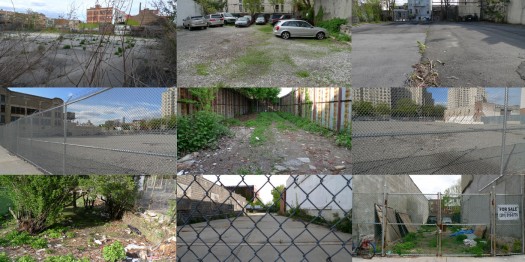 Field Guide to Phytoremediation | Vacant Lots