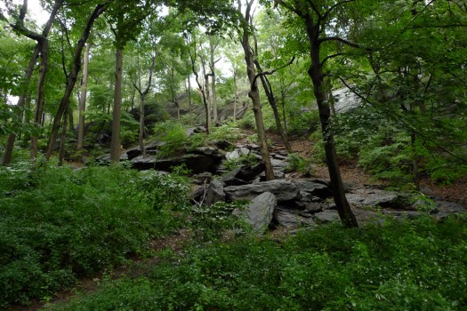 A rock slide in Inwood Hill Park, induced by glacial activity during the Pleistocene (10,000+ years ago)