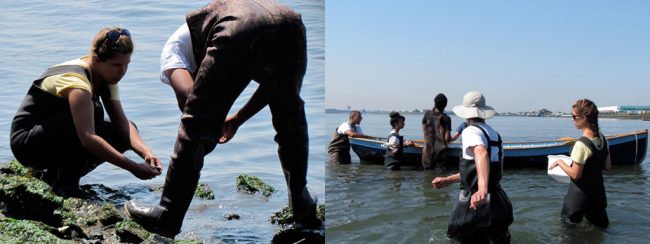 NY/NJ Baykeepers at work in Soundview | Image by Alicia Rouault