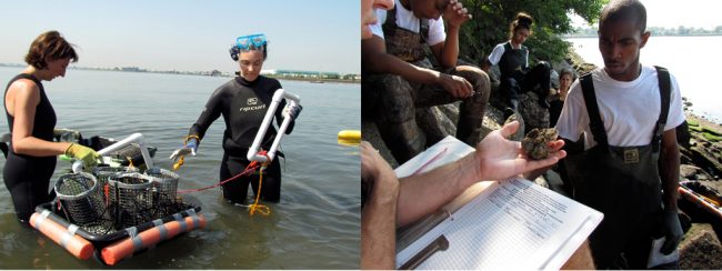 Students monitor oyster reefs in Soundview | Image by Alicia Rouault