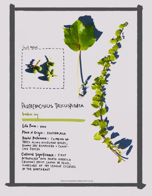 Parthenocissus tricuspidata (Boston ivy)