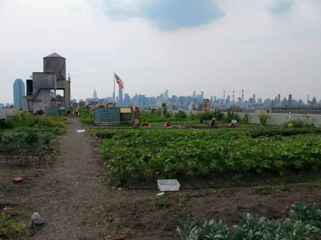 A Brooklyn Grange farm in Long Island City | Image via Kristine Paulus